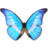 Morpho Helena Personal